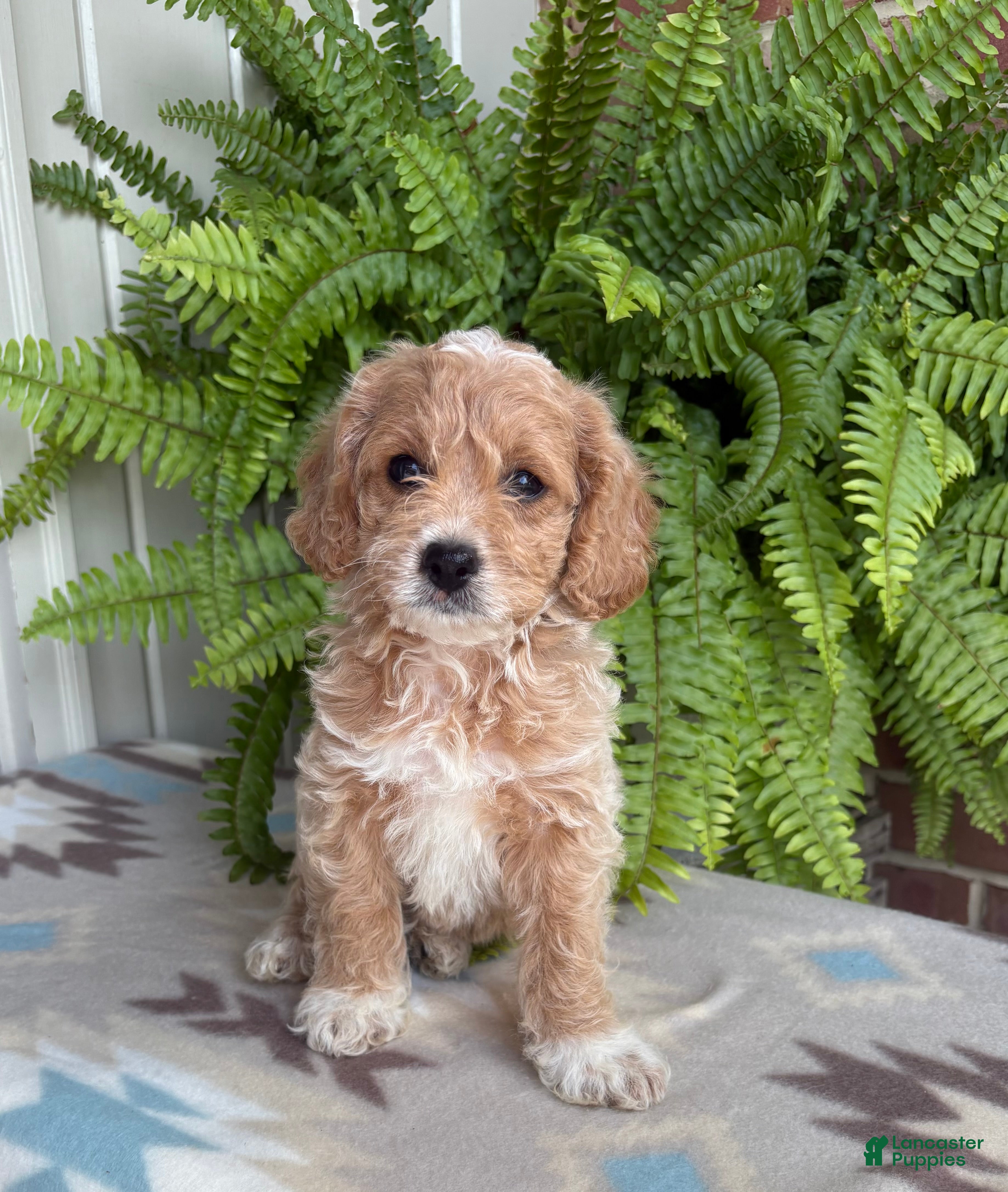 Cockapoo dogs Bella  - Ad 1