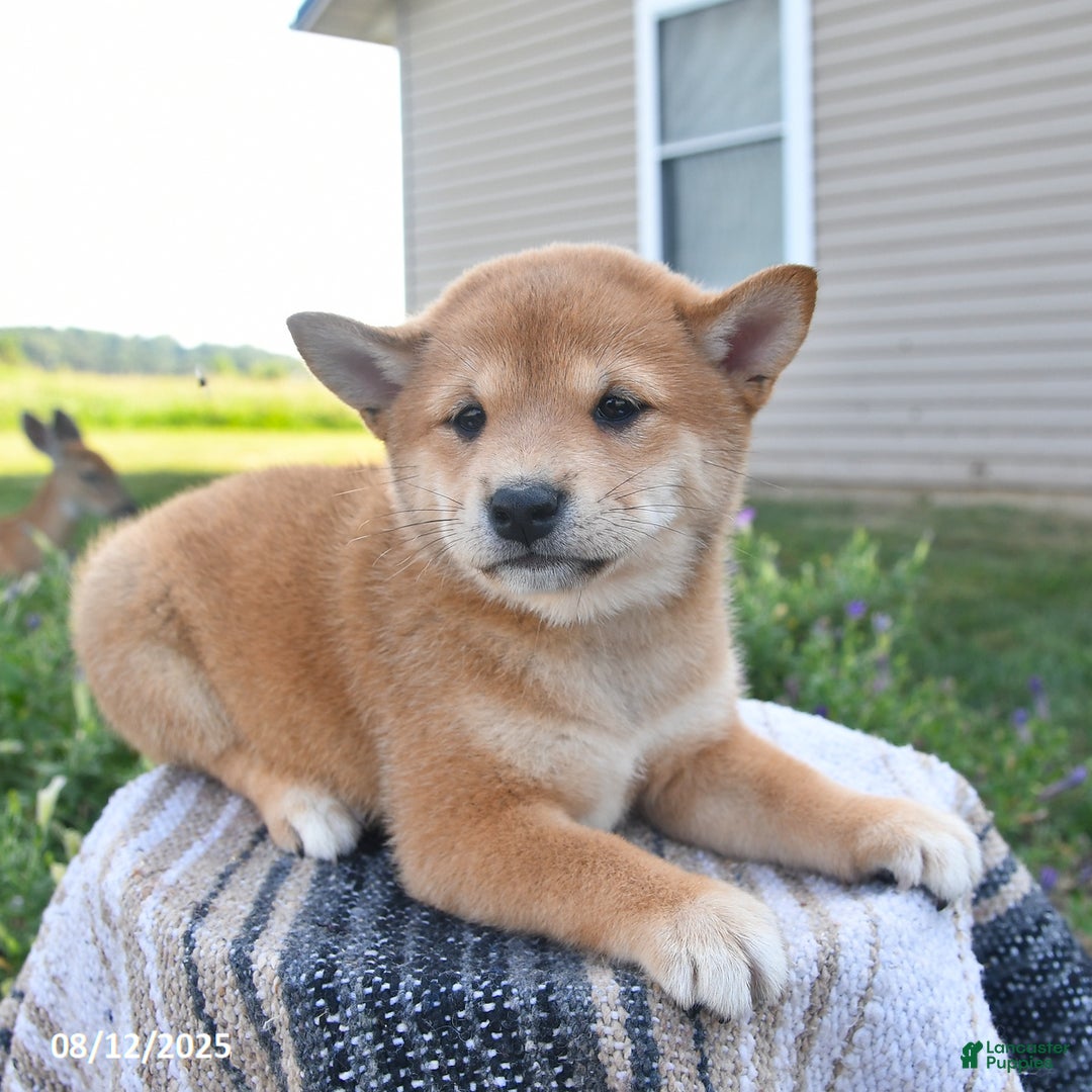 Shiba Inu dogs for sale: Isabelle - Ad 7