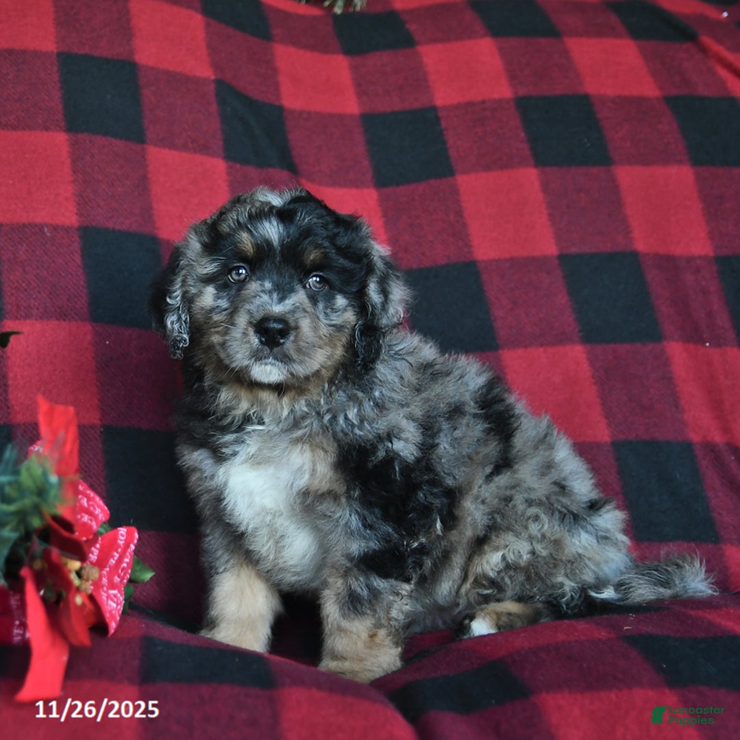 Mini Bernedoodle dogs for sale: Elf  - Ad 3