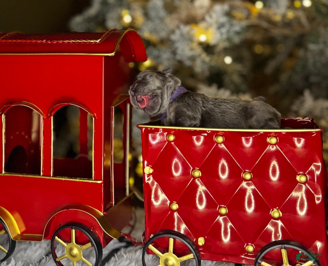 French Bulldog dogs for sale: TWINKLE - Ad 5