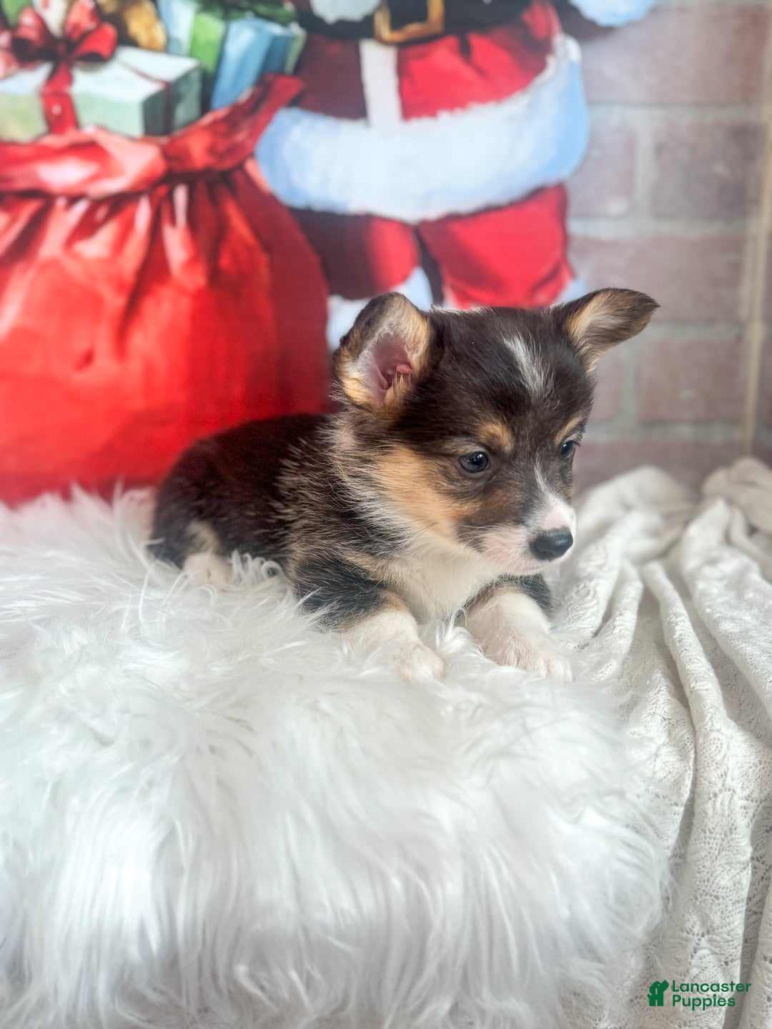Welsh Corgi Pembroke dogs for sale: Peppermint  - Ad 2
