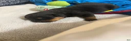 Rottweiler dogs for sale: Rottweiler Puppy 7 - Ad 15