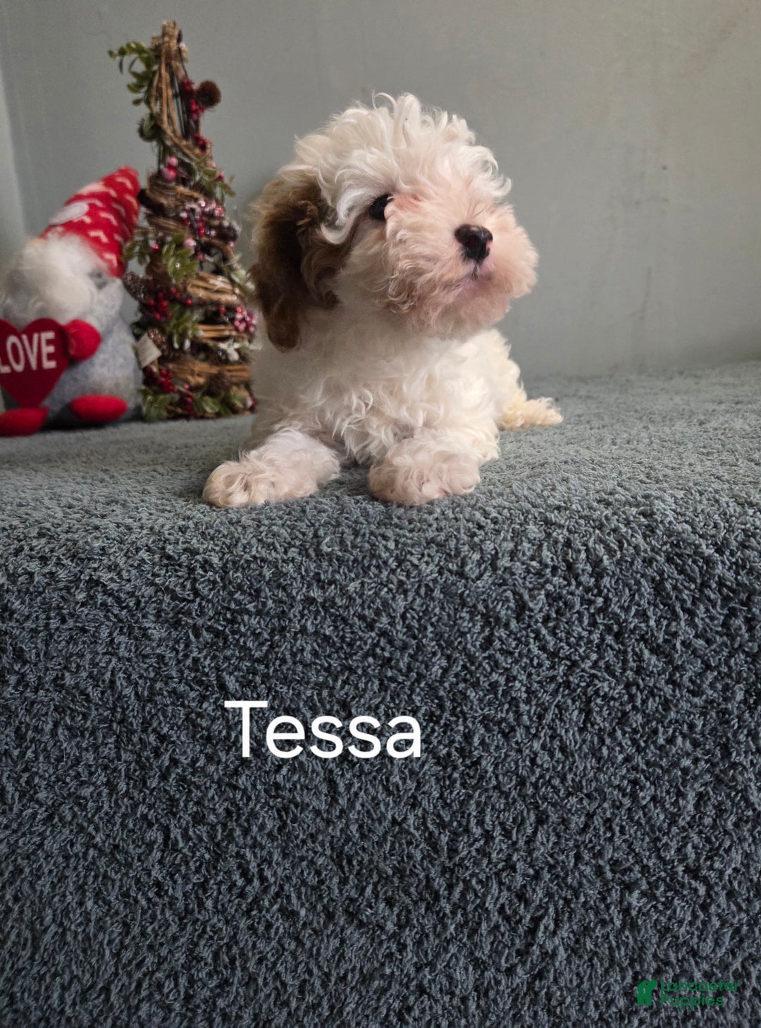 Cavapoo dogs for sale: Tessa - Ad 3