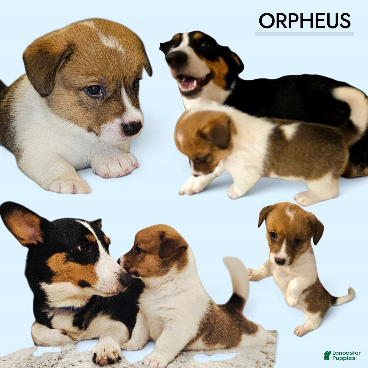 Mixed Breed dogs Orpheus - Ad 2