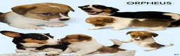 Mixed Breed dogs for sale: Orpheus - Ad 24