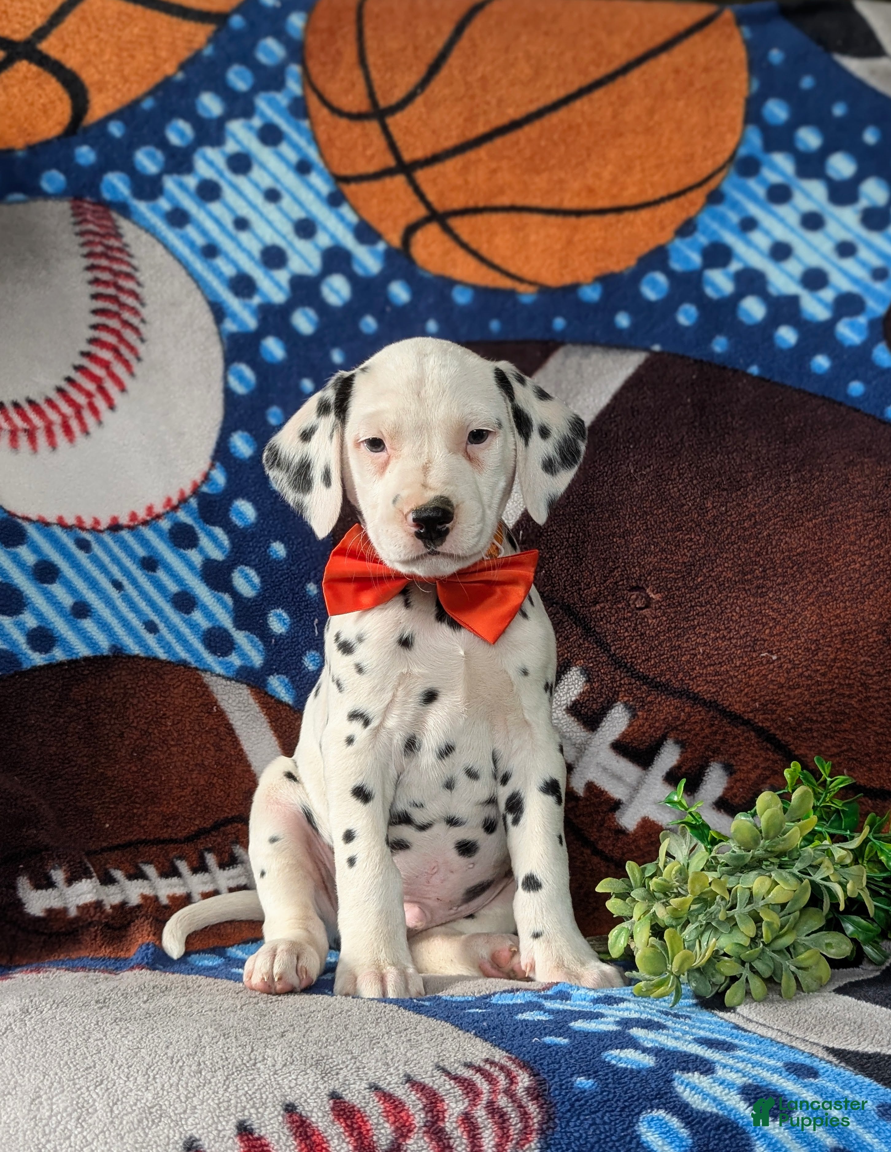 Dalmatian dogs Kaden - Ad 1