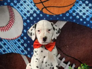Dalmatian dogs for sale: Kaden - Ad 4