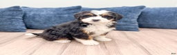 Mini Bernedoodle dogs for sale: Allie - Ad 7