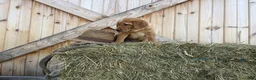 Labrador Retriever dogs for sale: Ranger - Ad 1
