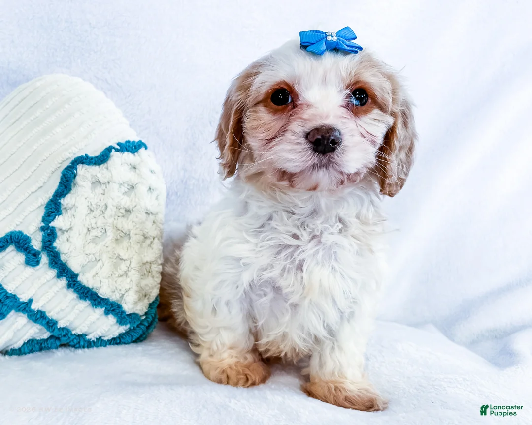 Cavapoo dogs for sale: Zoee - Ad 1