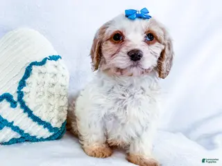 Cavapoo dogs Zoee - Ad 20