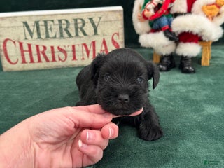 Miniature Schnauzer dogs Sadie Male 1 - Ad 7