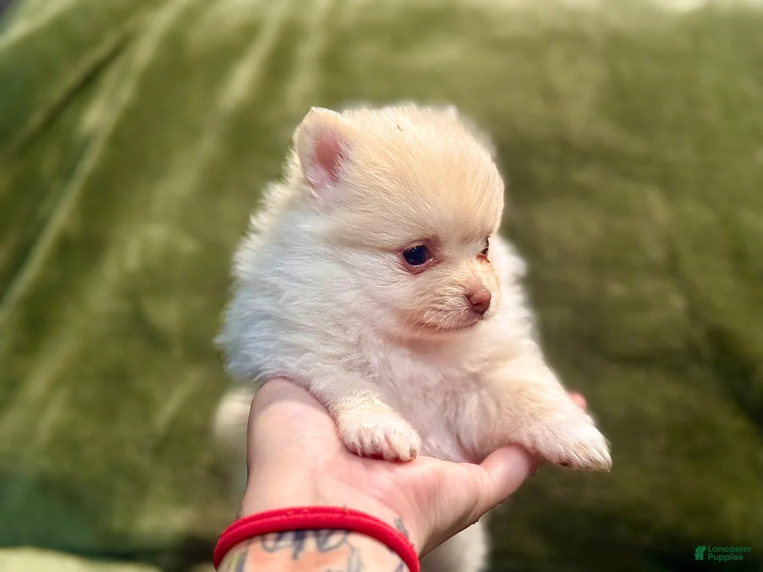 Pomeranian dogs for sale: Sugar - Ad 2