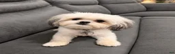 Malshi dogs for sale: Cher - Ad 3