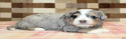 Mini Bernedoodle dogs for sale: Nate - Ad 3