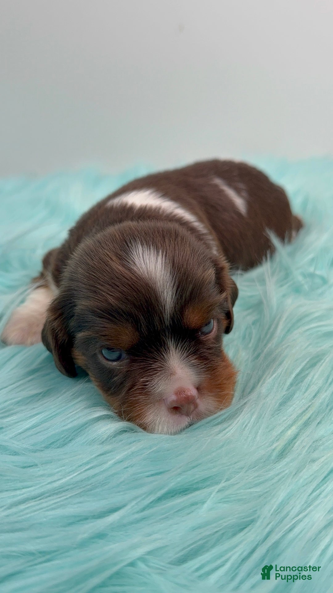 Cavalier King Charles Spaniel dogs for sale: Brownie - Ad 5