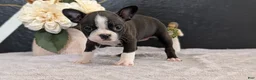 Boston Terrier dogs for sale: Macy - Ad 4