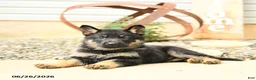 German Shepherd dogs for sale: Lance  - Ad 3