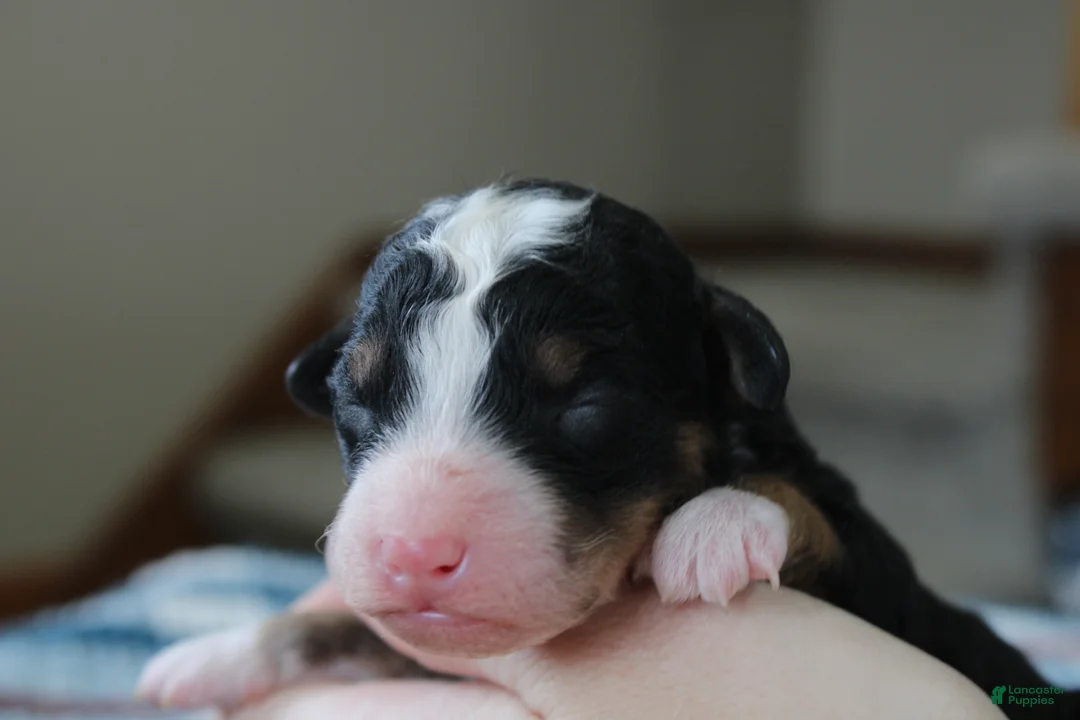 Mini Bernedoodle dogs for sale: Ranger  - Ad 1