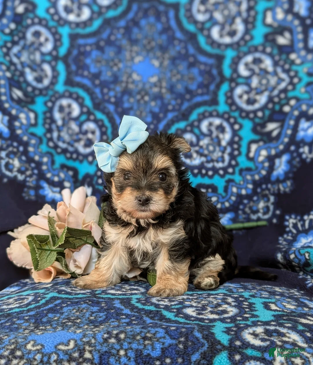 Morkie dogs for sale: Kaila 6 lbs Full Grown - Ad 1