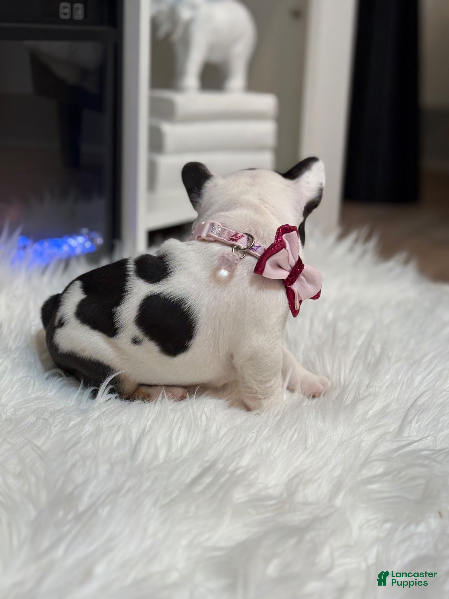 French Bulldog dogs Nola  - Ad 2