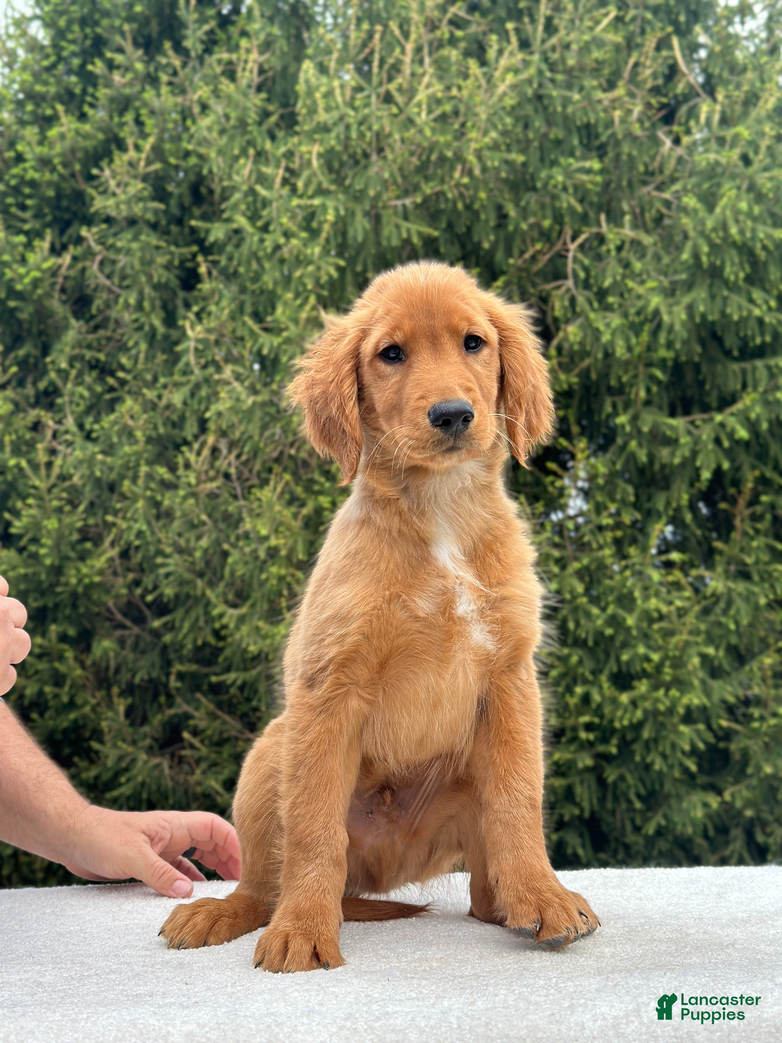 Golden Retriever dogs Bubba - 6238 - Ad 1