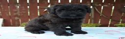 Giant Schnauzer dogs for sale: Lynette - Ad 4