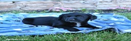 Mixed Breed dogs for sale: Bella   - Ad 3