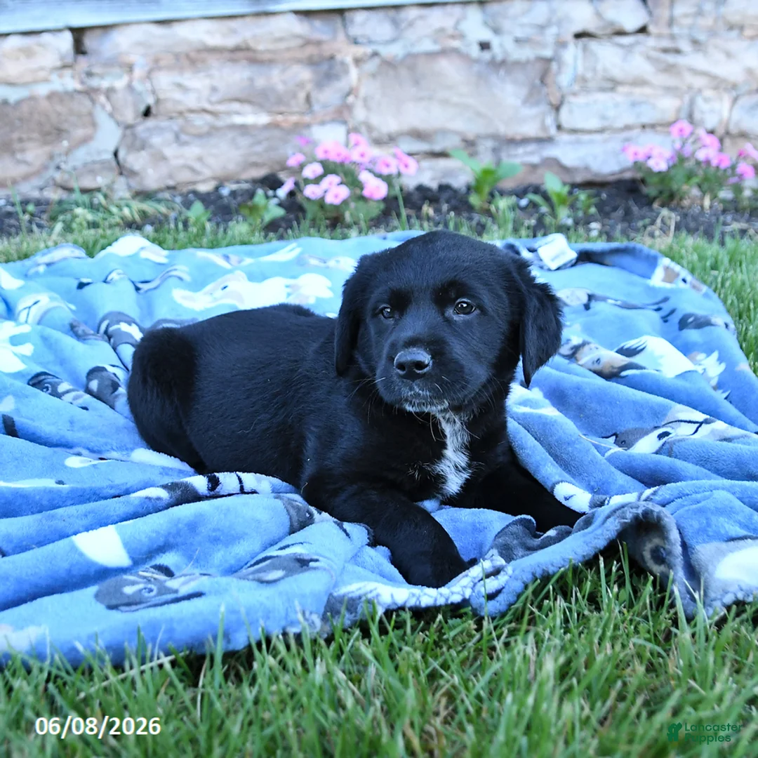 Mixed Breed dogs for sale: Bella   - Ad 3