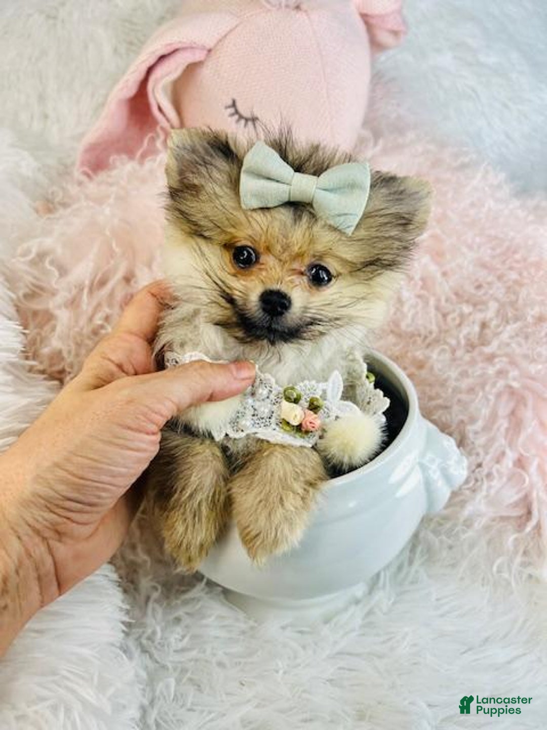 Pomeranian dogs for sale: Teacup Pomeranian Puppy  - Ad 1