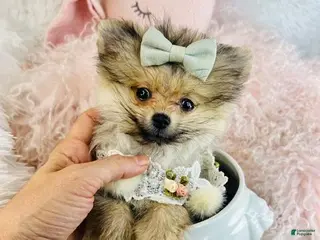 Pomeranian dogs Teacup Pomeranian Puppy - Ad 17