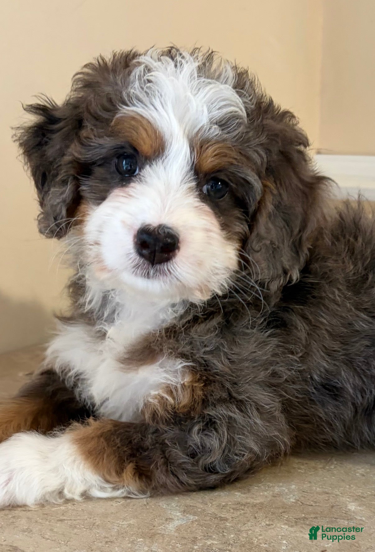 Mini Bernedoodle dogs 💚IN BOSTON MASSACHUSETTS AREA💚TINY BLUE MERLE TRI COLOR💚MINI BERNEDOODLE💚 - Ad 1