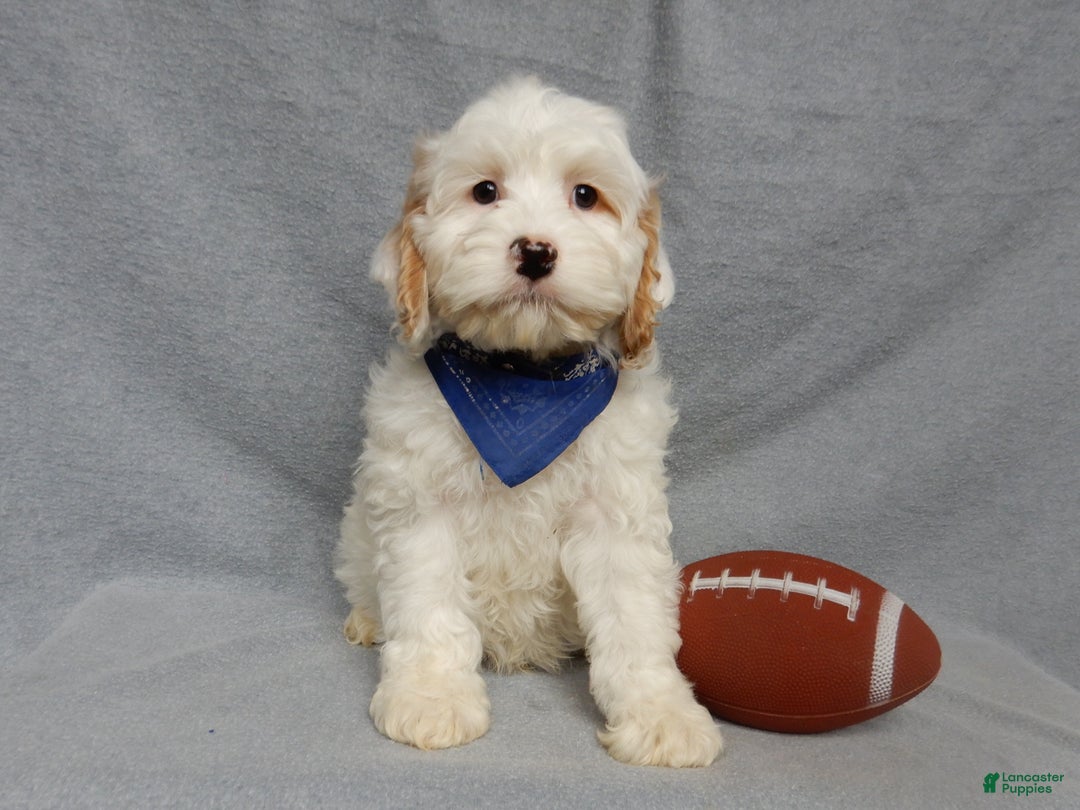 Cockapoo dogs for sale: Rover - Ad 5