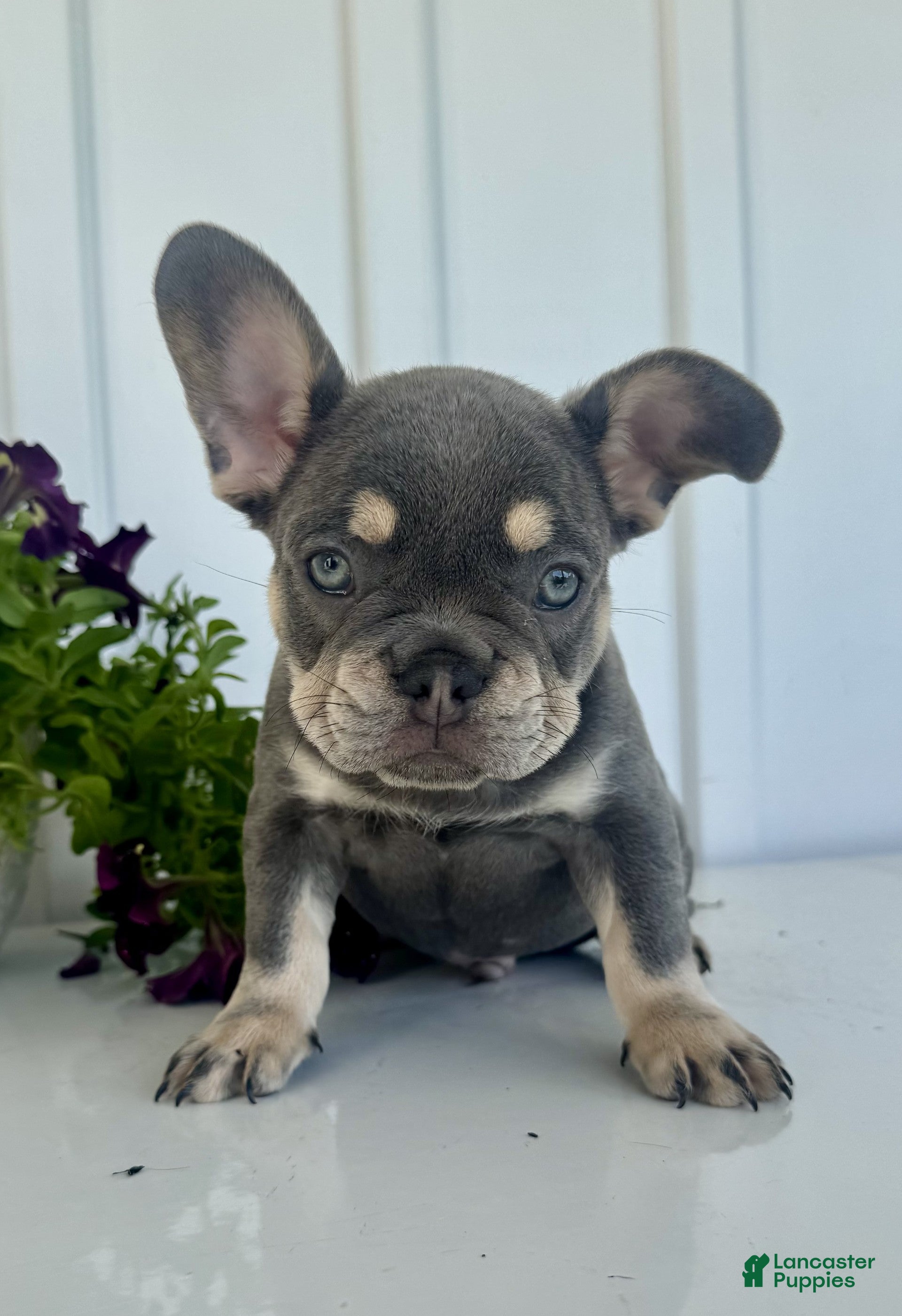 French Bulldog dogs Chester - Ad 2