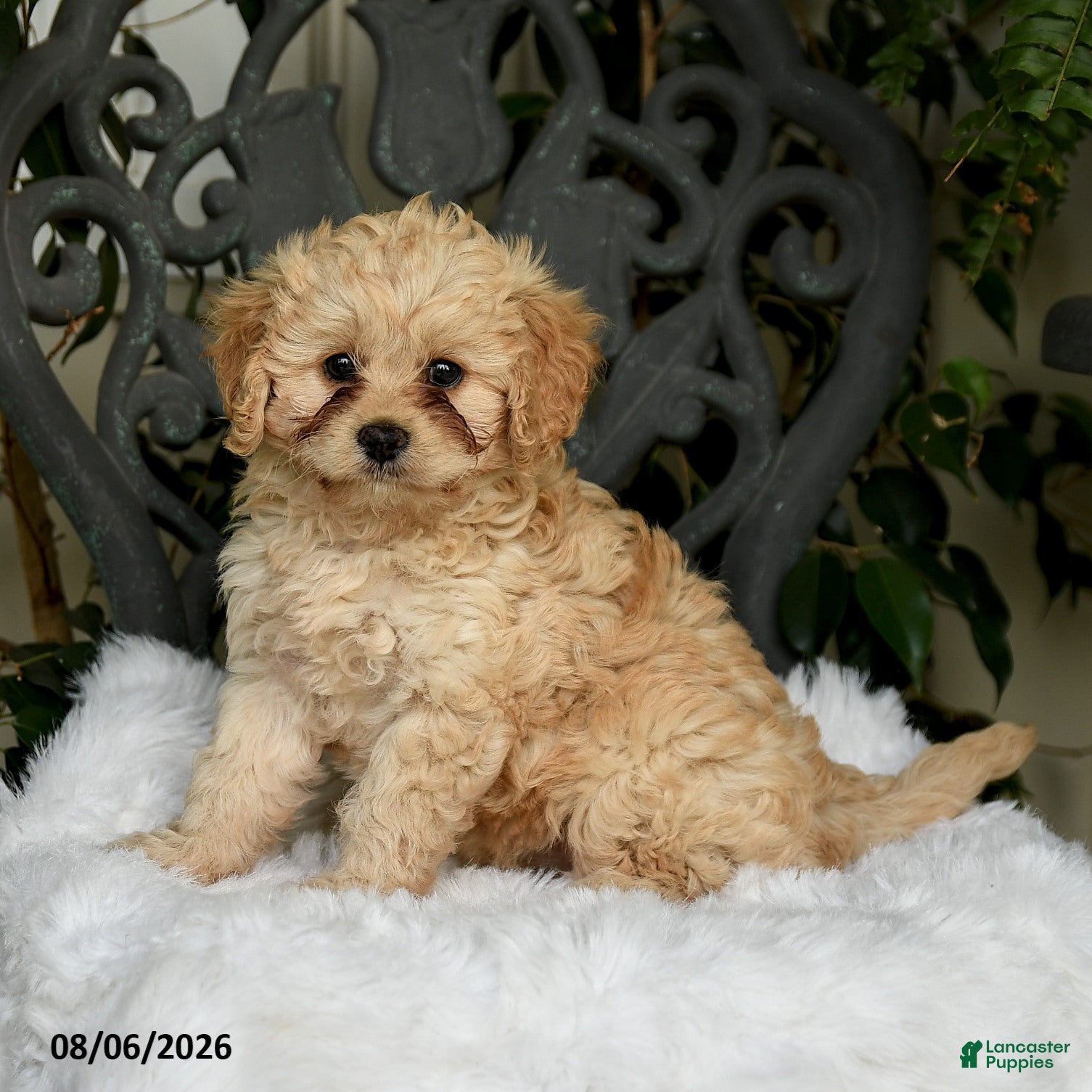 Cavapoo dogs Tori - Ad 1