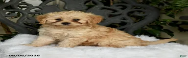 Tori