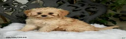 Cavapoo dogs for sale: Tori - Ad 1