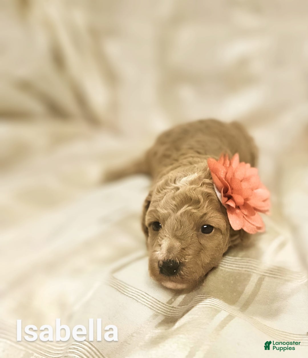 Toy Poodle dogs for sale: Isabella - Ad 1