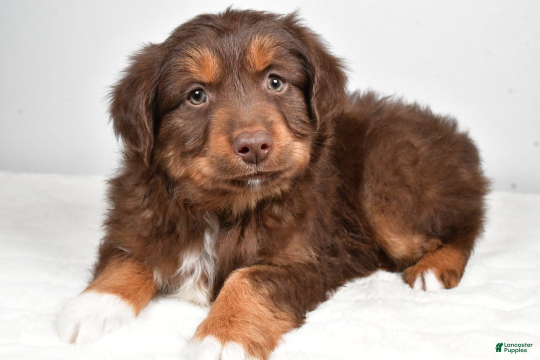 Miniature Australian Shepherd dogs for sale: Rocky - Ad 7