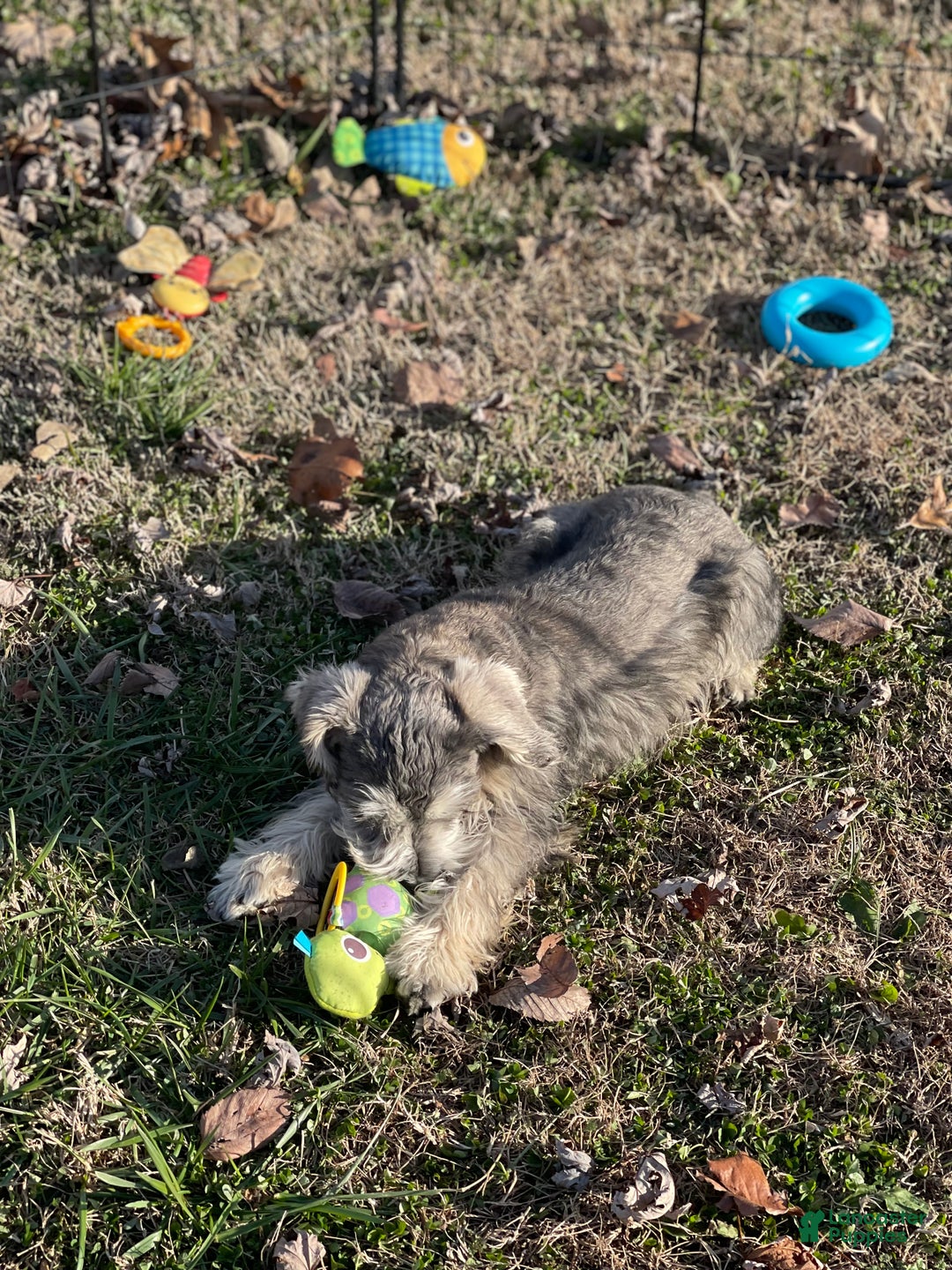 Miniature Schnauzer dogs for sale: Miniature Schnauzer Puppy 1 - Ad 2