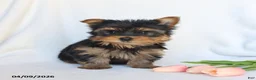 Yorkshire Terrier dogs for sale: Peanut  - Ad 4