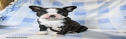 Boston Terrier dogs for sale: Buddy - Ad 2