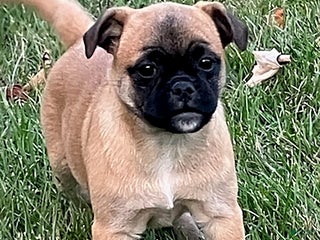 Jug dogs Maple - Ad 13