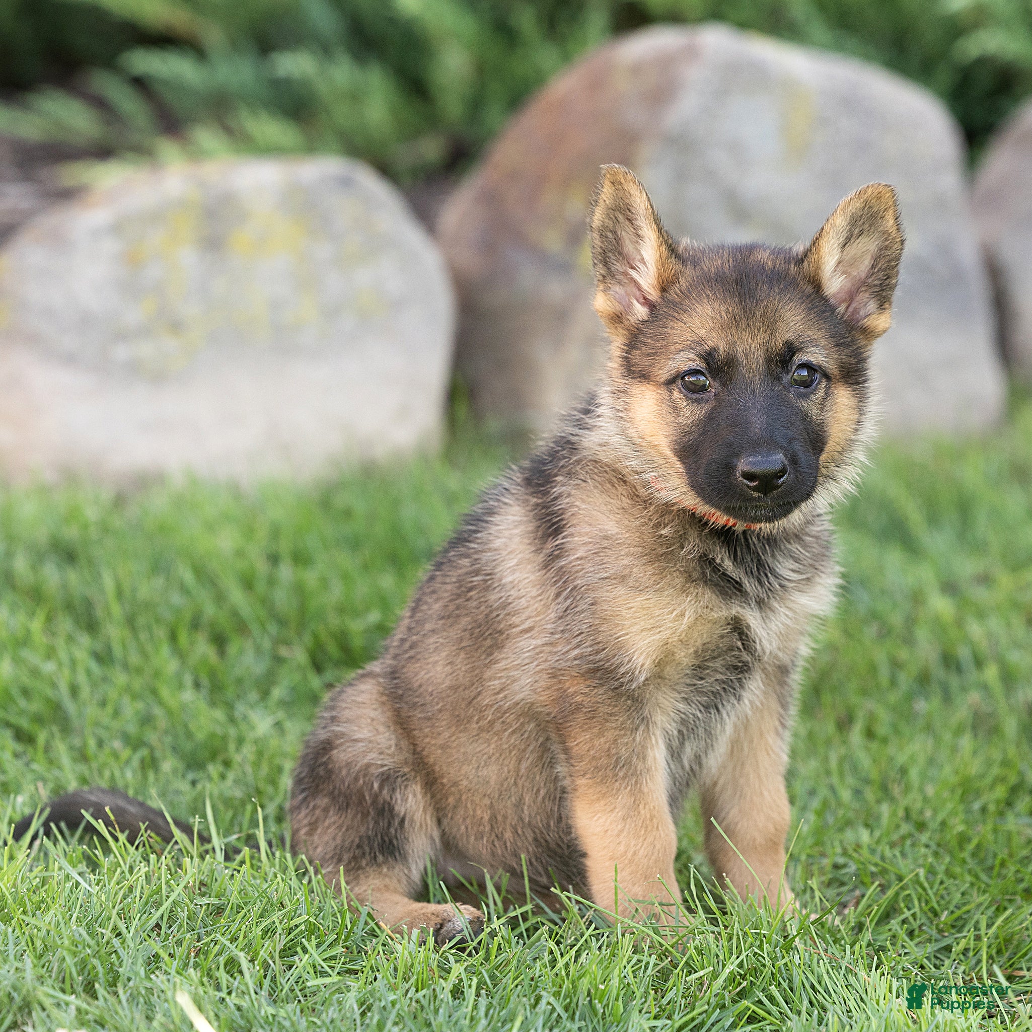 German Shepherd dogs Selah German Shepherd  - Ad 1
