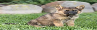 Selah German Shepherd 