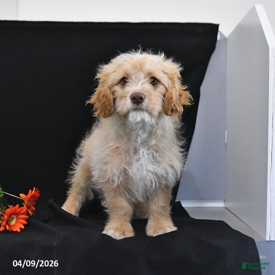 Cavapoo dogs Zeke - Ad 2