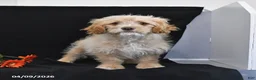 Cavapoo dogs for sale: Zeke - Ad 16