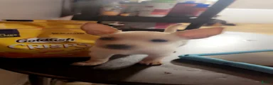 Mixed Breed 4