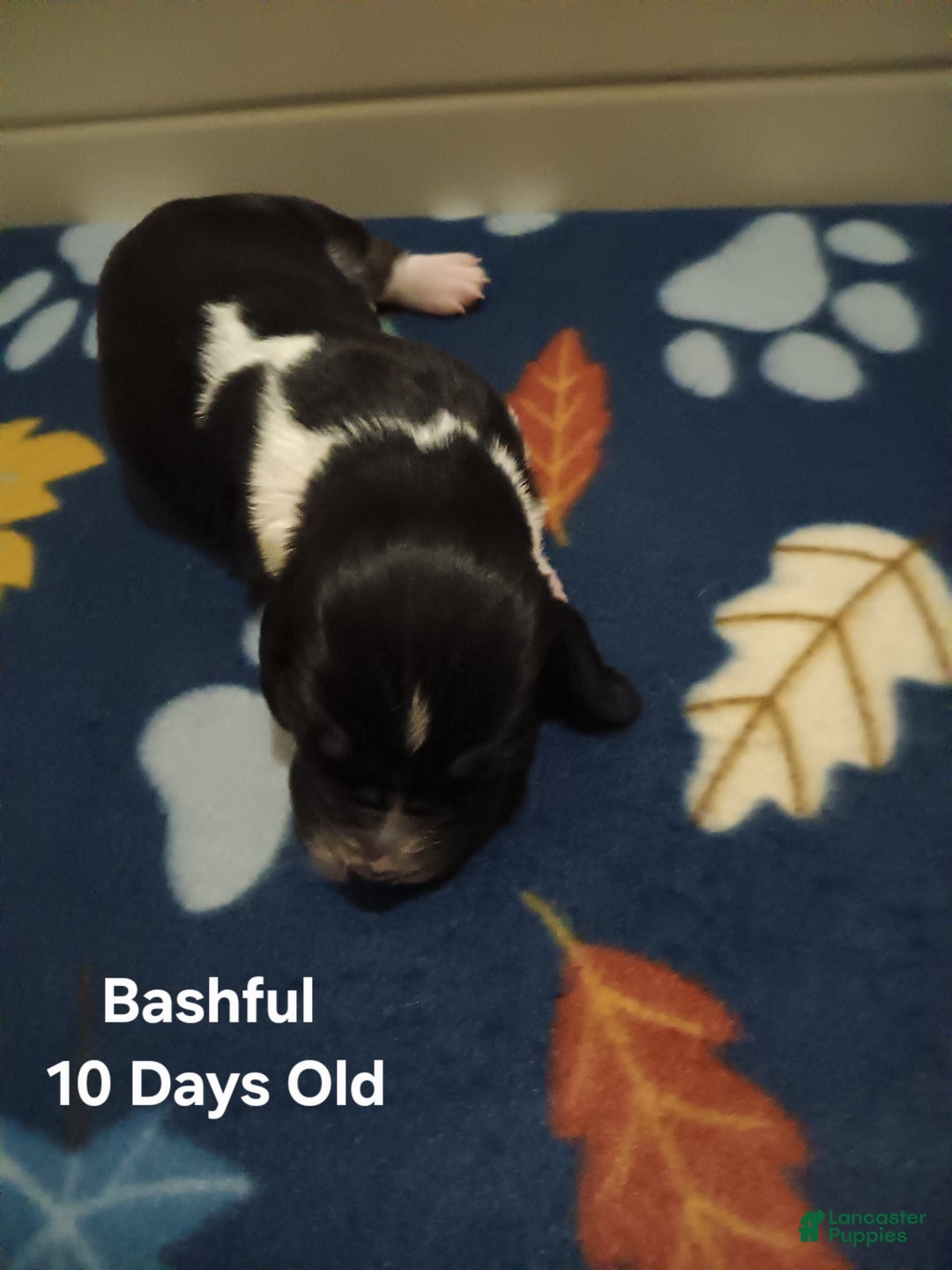 Basset Hound dogs for sale: Bashful - Ad 5