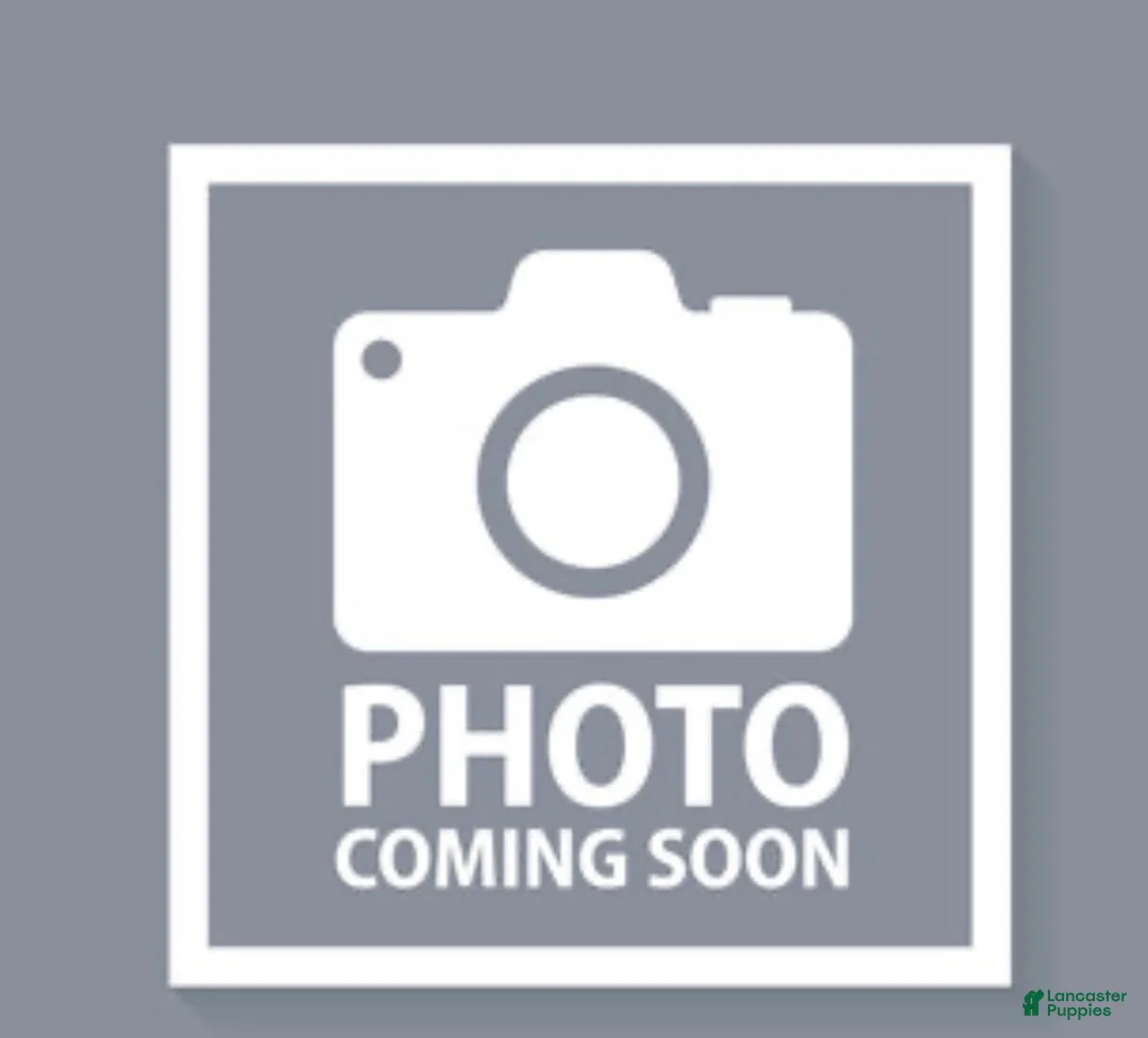 Rottweiler dogs for sale: Prince - Ad 1